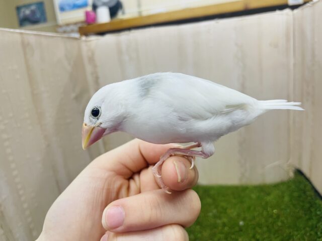 白文鳥