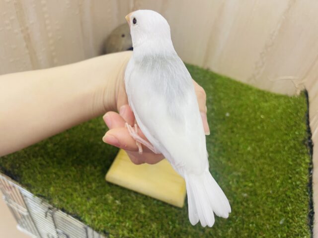 白文鳥