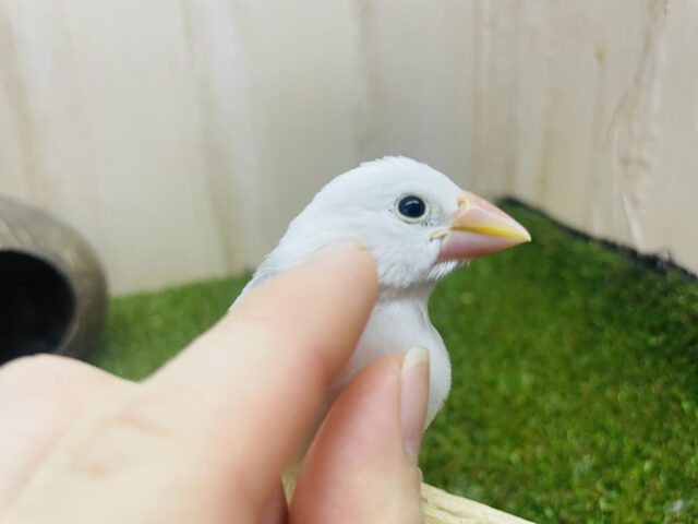 白文鳥