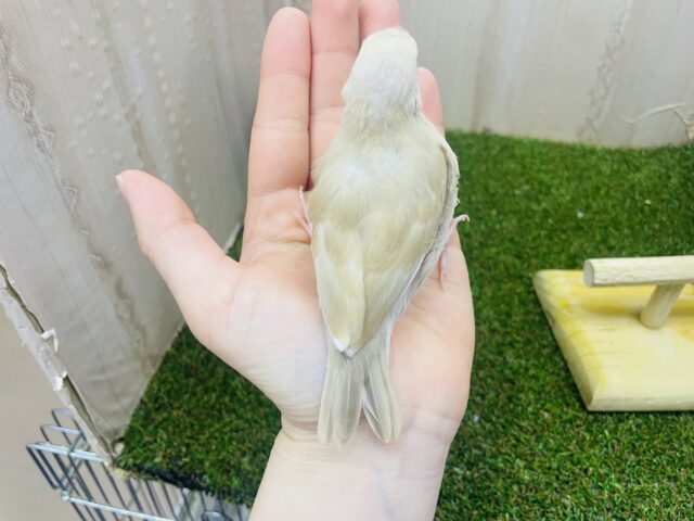 シナモン文鳥