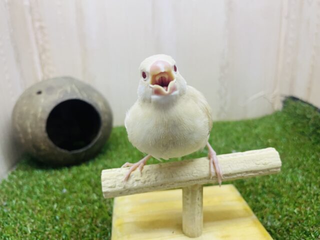 シナモン文鳥