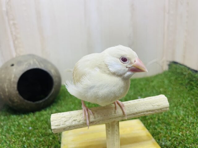 シナモン文鳥