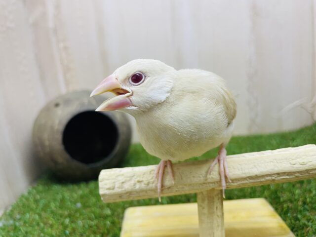 シナモン文鳥