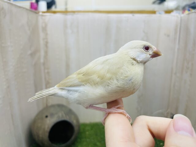 シナモン文鳥