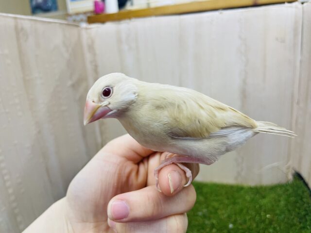 シナモン文鳥