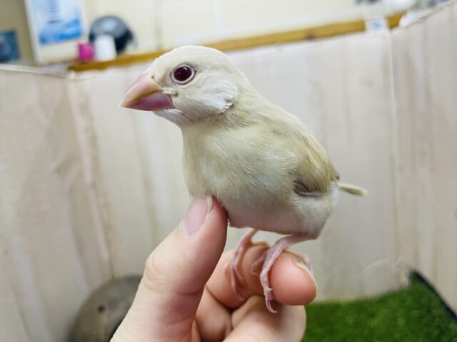 シナモン文鳥