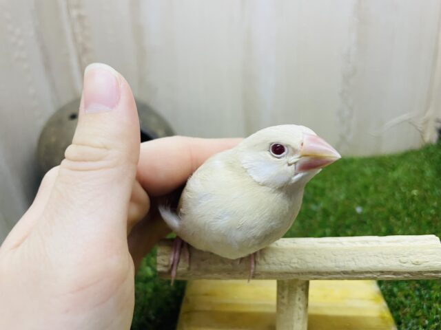 シナモン文鳥