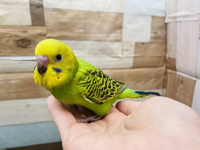 セキセイインコ