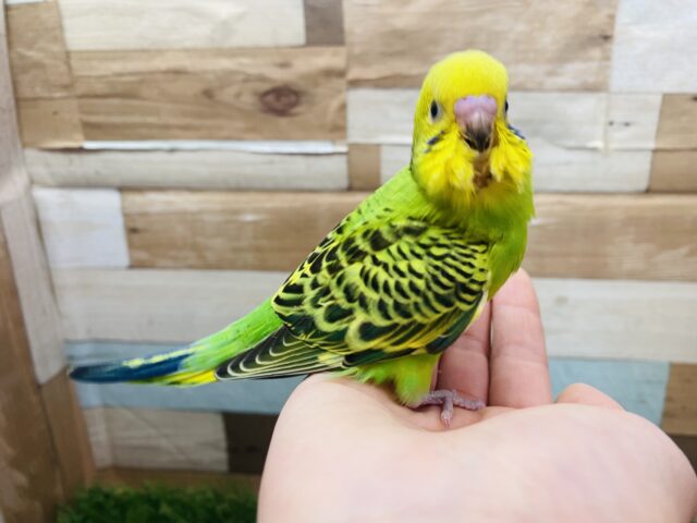 セキセイインコ