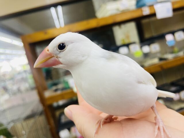 白文鳥