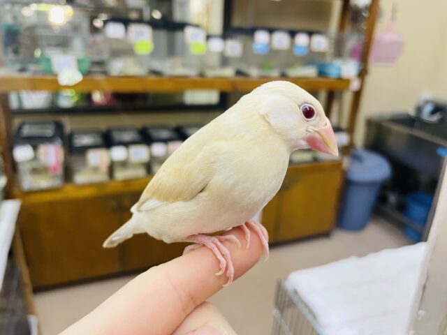 シナモン文鳥