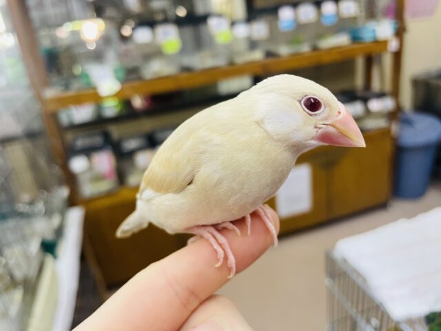 シナモン文鳥