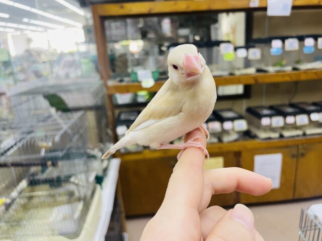 シナモン文鳥