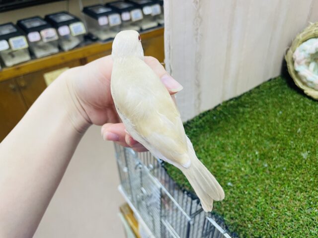 シナモン文鳥