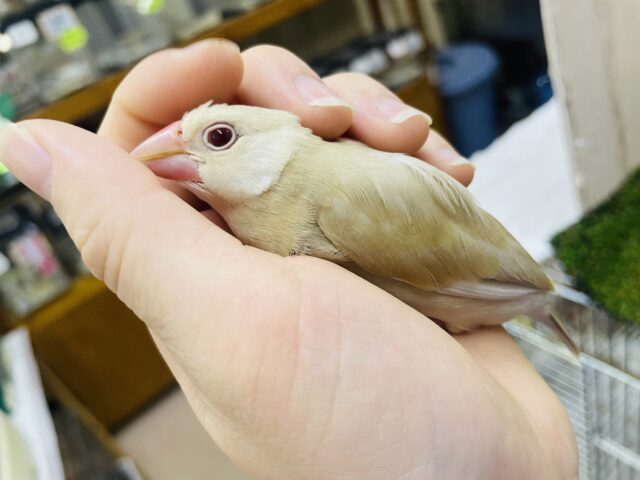 シナモン文鳥