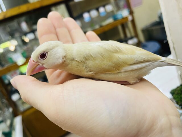 シナモン文鳥