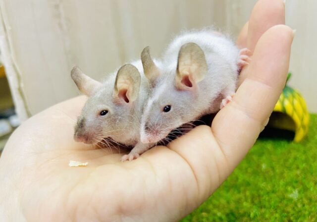 ネズミ好きさん集合～～～！👐👐👐マニアックに～　スキニーマウス　男の子