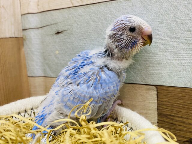 ブルー系が好みの方にはハマる綺麗さです🩵セキセイインコ（スパングル）