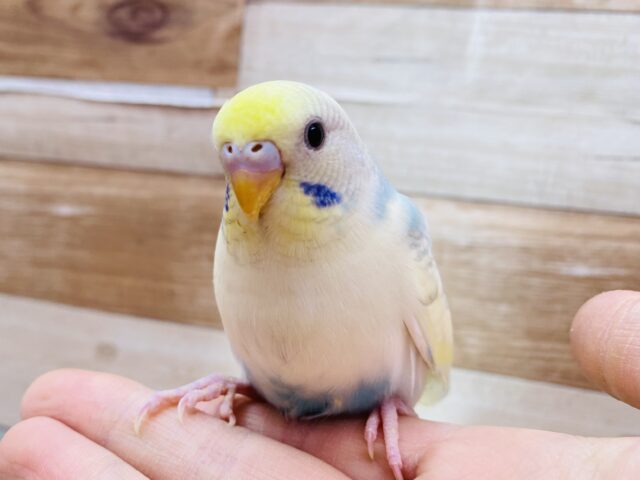 最新画像有り❗️パッと光を灯すよ✨明るく鮮やかな人気カラー！セキセイインコ（パステルレインボーパイド）