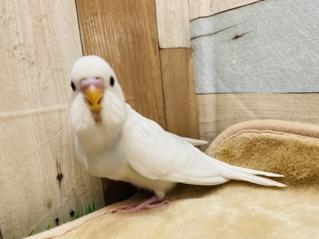 最新画像有り⭐️真っ白にブルーが入るかな？これからが楽しみすぎる☺️セキセイインコ（ダブルファクター）