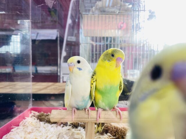 セキセイインコ