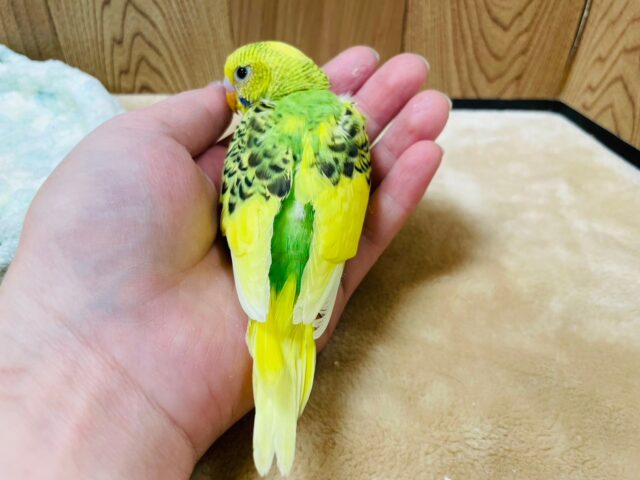 セキセイインコ