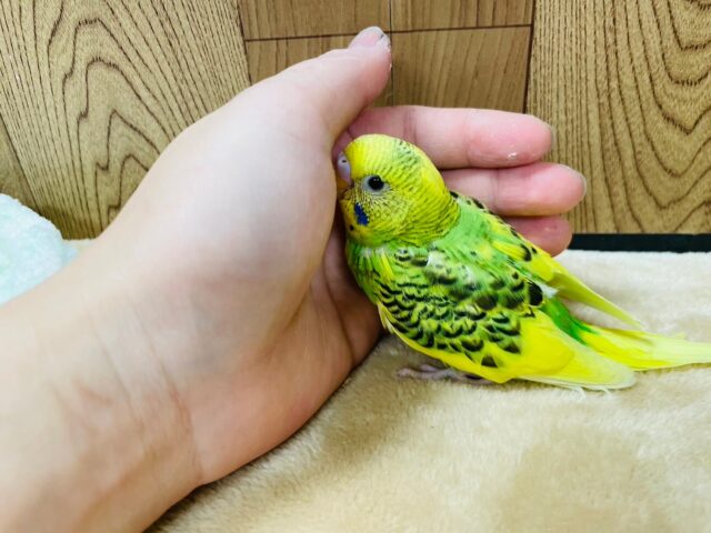 セキセイインコ