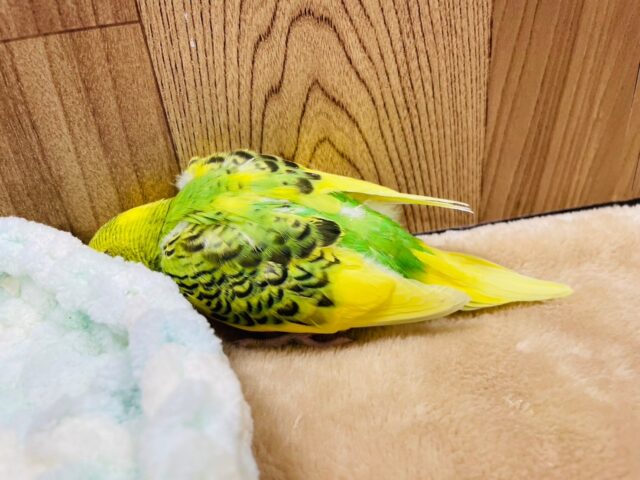 セキセイインコ