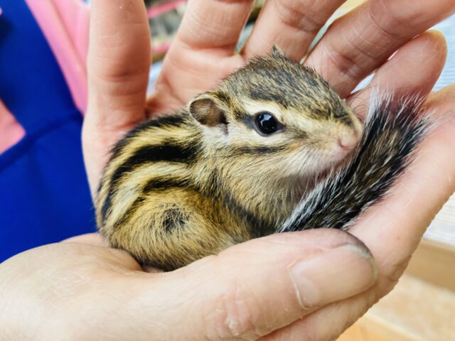 美リスさん🐿️❤︎ 慣れてきたよ♩❤︎ 女のコ入舎です🌟