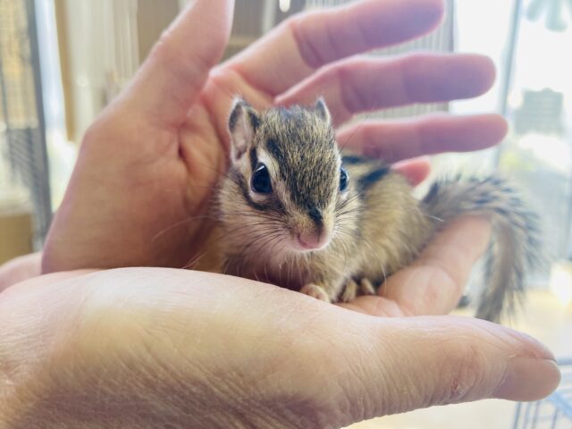 キュ-ティ-ボ-イ🐿️❤︎男のコも在舎してます💫