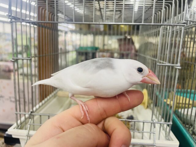 白文鳥