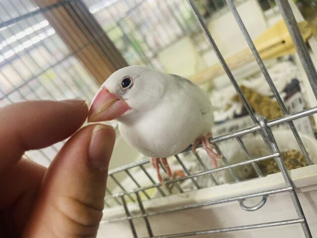 白文鳥