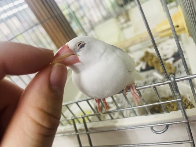 白文鳥