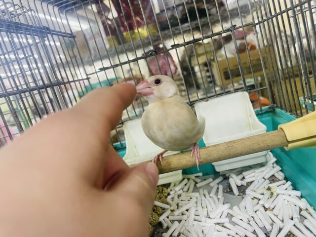 シナモン文鳥