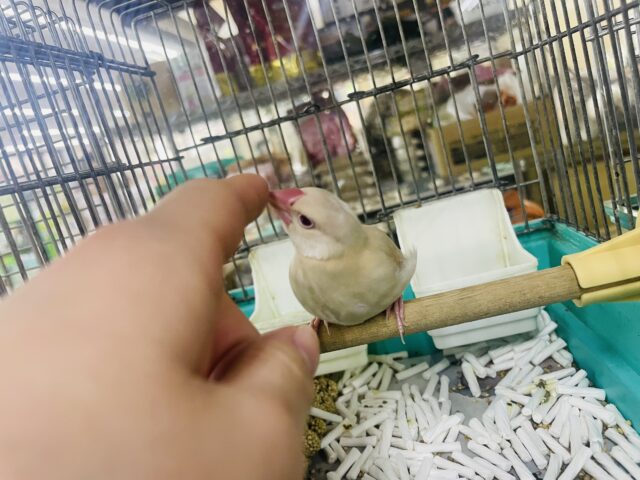 シナモン文鳥