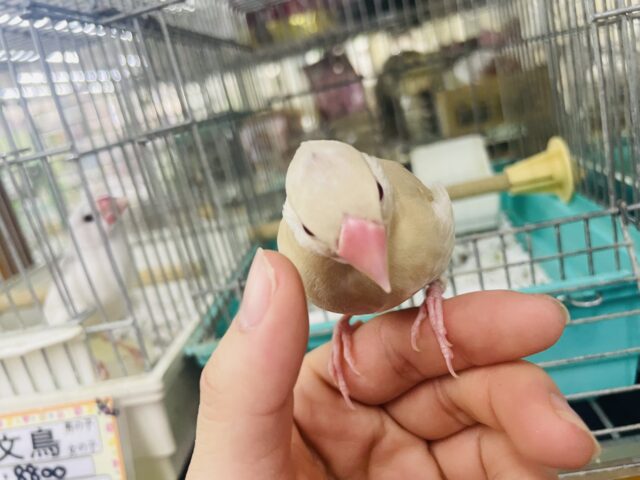 シナモン文鳥