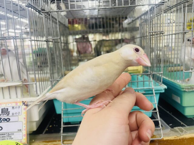 シナモン文鳥