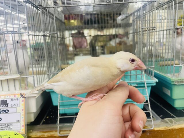 シナモン文鳥