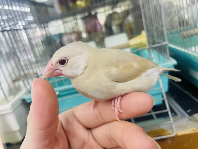 シナモン文鳥