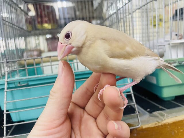 シナモン文鳥