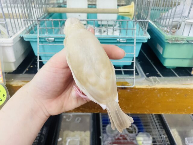 シナモン文鳥