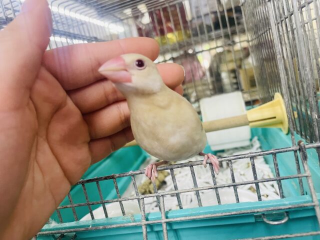 シナモン文鳥