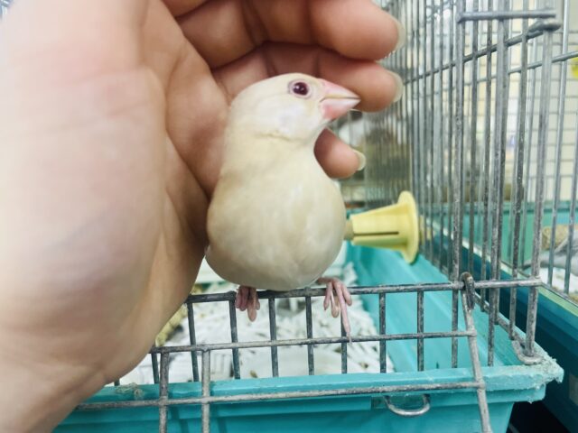 シナモン文鳥