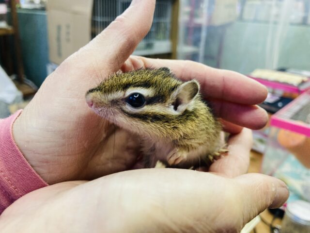 シマリス（ノーマル）