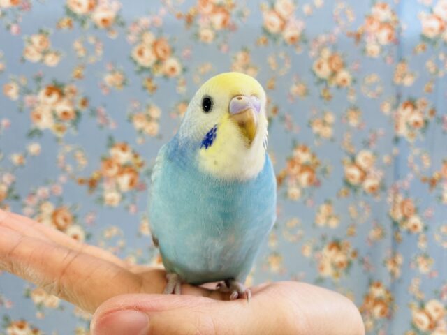 かわいさ満天🥰❤︎手乗りセキセイインコ(レインボー)さん🪽🩵