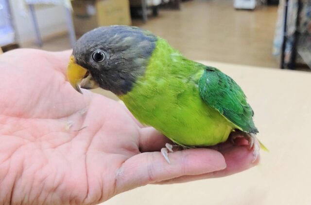 【最新画像更新🪄】尾羽の長さが魅力的♡コセイインコ