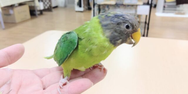 コセイインコ