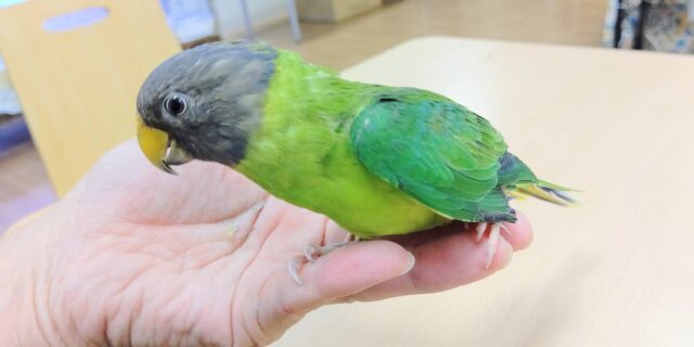 コセイインコ