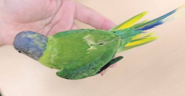 コセイインコ