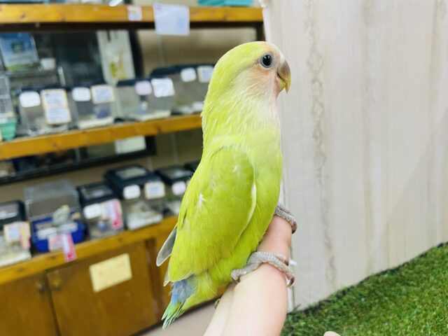 コザクラインコ（小桜インコ）